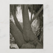 Sitzbaum Postkarte (Vorderseite)