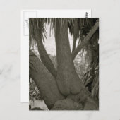 Sitzbaum Postkarte (Vorne/Hinten)