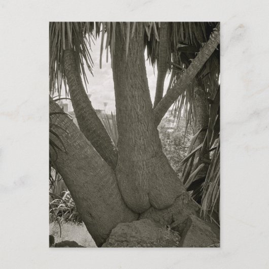 Sitzbaum Postkarte (Vorderseite)