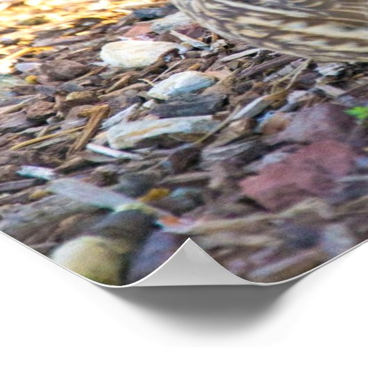 Sitze Enten - Poster (Ecke)