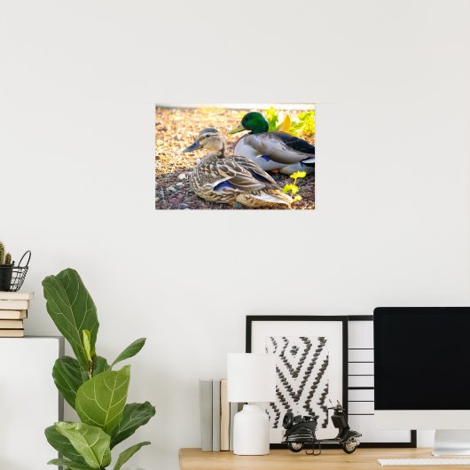 Sitze Enten - Poster (Heimbüro)