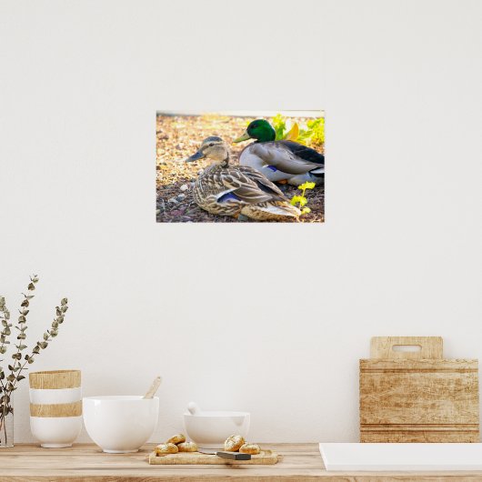 Sitze Enten - Poster (Küche)