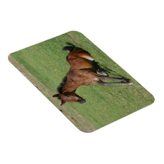 Sitzen arabischer Fohlen Magnet (Rechte Seite)