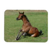 Sitzen arabischer Fohlen Magnet (Horizontal)