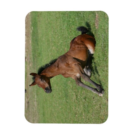 Sitzen arabischer Fohlen Magnet (Vertikal)