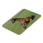 Sitzen arabischer Fohlen Magnet (Linke Seite)