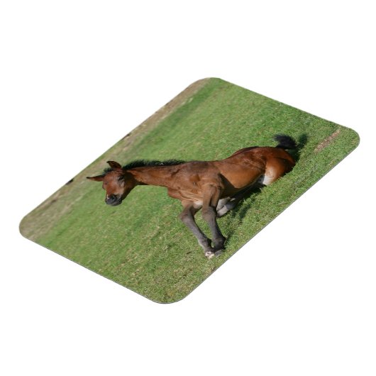 Sitzen arabischer Fohlen Magnet (Linke Seite)
