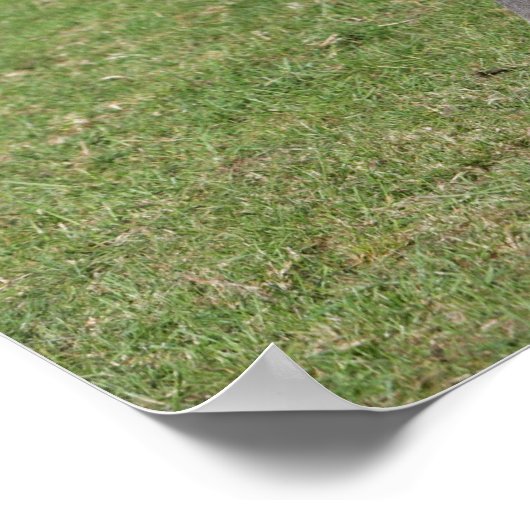 Sitzen arabischer Fohlen Poster (Ecke)