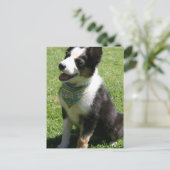 Sitzen Border Collie Postkarte (Stehend Vorderseite)