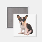 Sitzen Cardigan Welsh Corgi Welppy Magnet (Vorderseite/Rückseite)