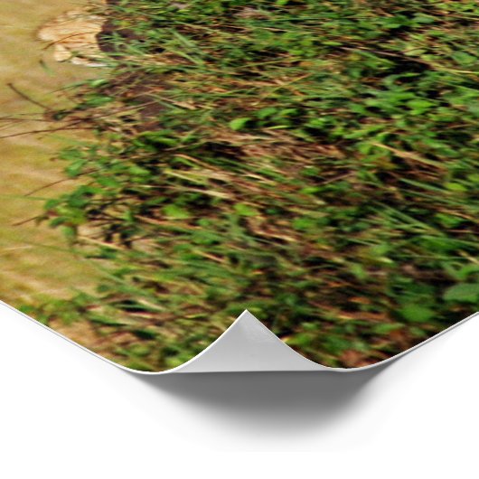 Sitzen Cheetah Poster (Ecke)