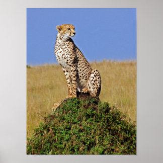 Sitzen Cheetah Poster