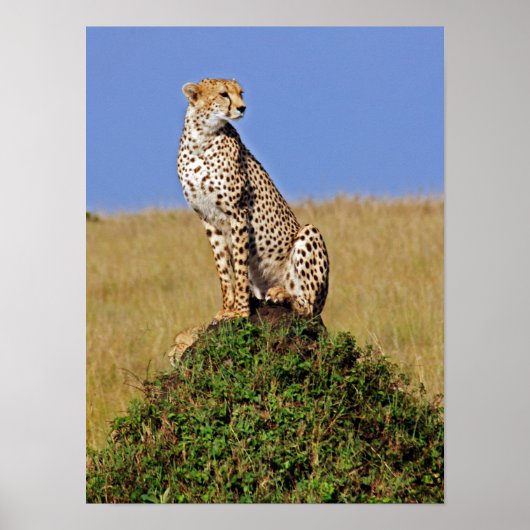 Sitzen Cheetah Poster (Vorne)