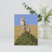 Sitzen Cheetah Postkarte (Stehend Vorderseite)