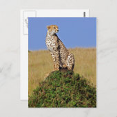 Sitzen Cheetah Postkarte (Vorne/Hinten)