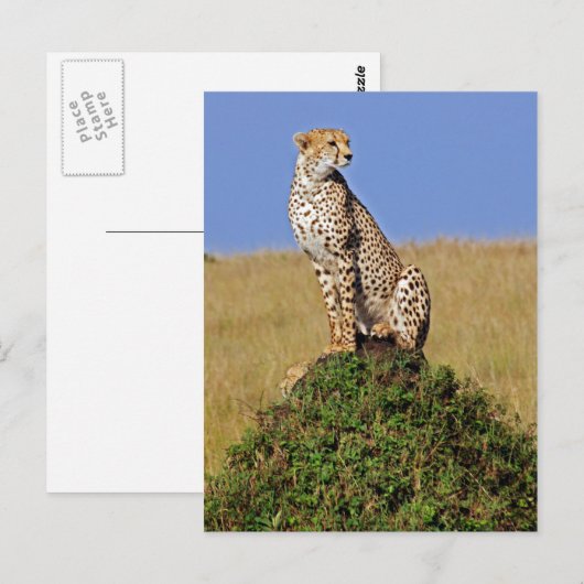 Sitzen Cheetah Postkarte (Vorne/Hinten)