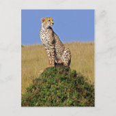 Sitzen Cheetah Postkarte (Vorderseite)