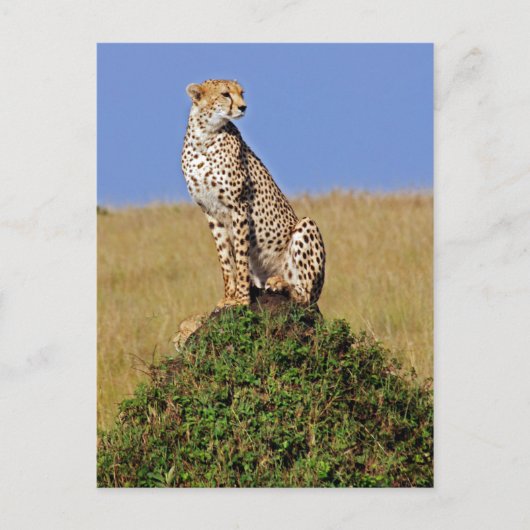 Sitzen Cheetah Postkarte (Vorderseite)