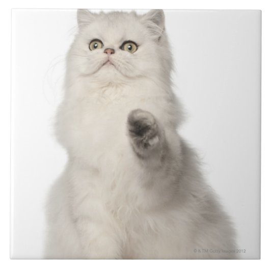 Sitzen der persischen Katze Fliese (Vorderseite)