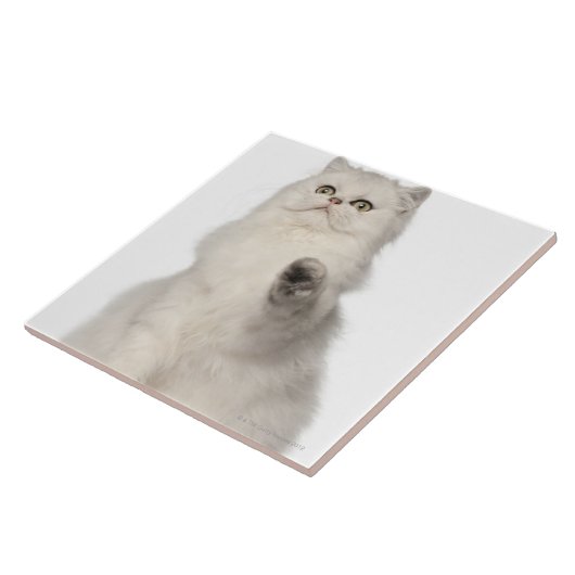 Sitzen der persischen Katze Fliese (Seite)