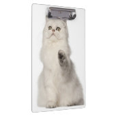 Sitzen der persischen Katze Klemmbrett (Rechts)