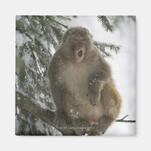 Sitzen des RhesusfaktorMacaqueaffen (Macaca Magnet