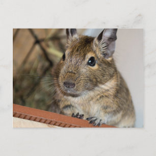 Sitzen Hübsch   Niedlicher Degu Postkarte