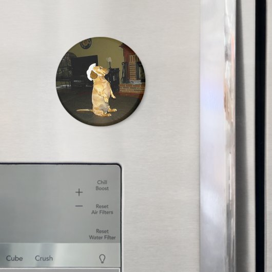 Sitzen Hübsch oder TV-Dackel ansehen Magnet (In Situ (Kühlschrank))