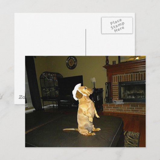 Sitzen Hübsch oder TV-Dackel ansehen Postkarte (Vorne/Hinten)