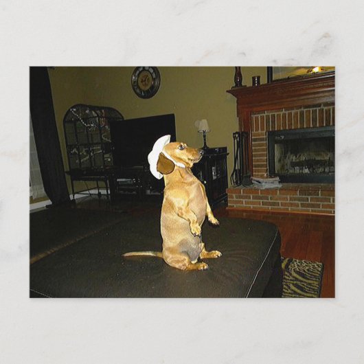 Sitzen Hübsch oder TV-Dackel ansehen Postkarte (Vorderseite)