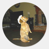 Sitzen Hübsch oder TV-Dackel ansehen Runder Aufkleber (Vorderseite)