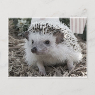 Sitzen Hübsch Postkarte