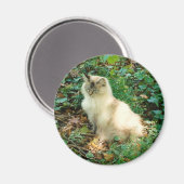 Sitzen Hübsche Katze Magnet (Vorderseite/Rückseite)