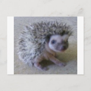 Sitzen hübscher Igel Postkarte