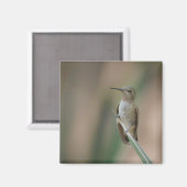 Sitzen hübscher Kolibri Magnet (Vorderseite/Rückseite)