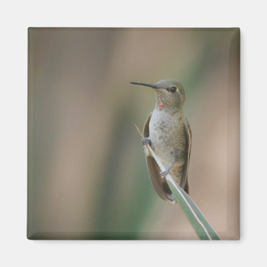 Sitzen hübscher Kolibri Magnet (Vorne)