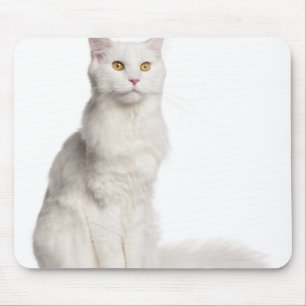Sitzen Maine-Waschbären (8 Monate alte) Mousepad
