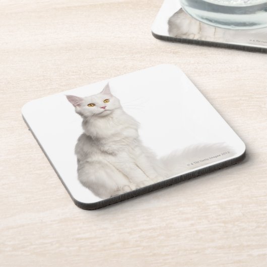 Sitzen Maine-Waschbären (8 Monate alte) Untersetzer (Linke Seite)