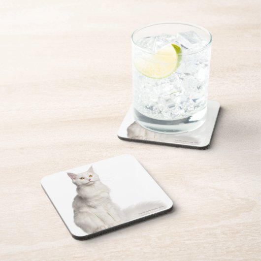 Sitzen Maine-Waschbären (8 Monate alte) Untersetzer (Rechte Seite)