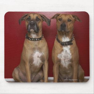 Sitzen mit zwei Amerikanerstanford-Terriern Mousepad