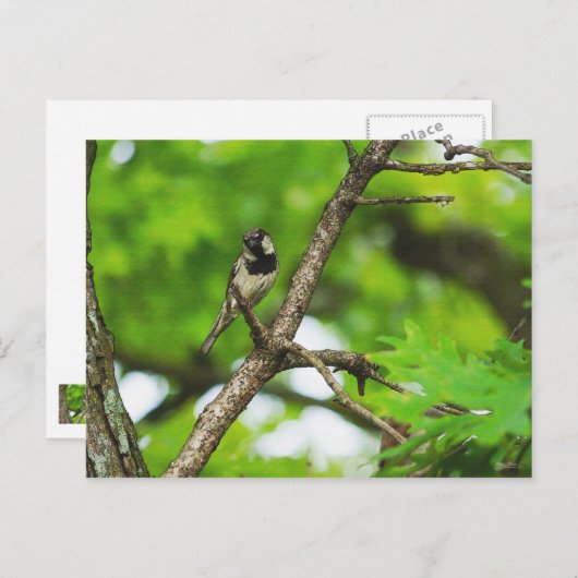 Sitzen Postkarte (Vorne/Hinten)