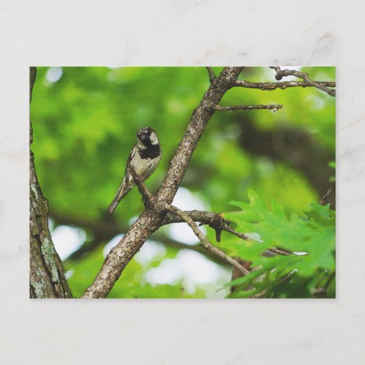 Sitzen Postkarte (Vorderseite)