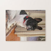 Sitzen von 3 französischen bulldog.png puzzle (Horizontal)