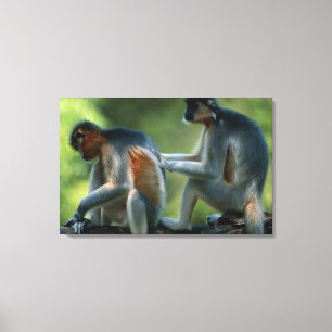 Sitzen zwei mit einer Kappe bedecktes Langurs Leinwanddruck