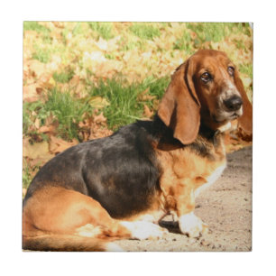 Sitzende Basset Hound-Fliese Fliese