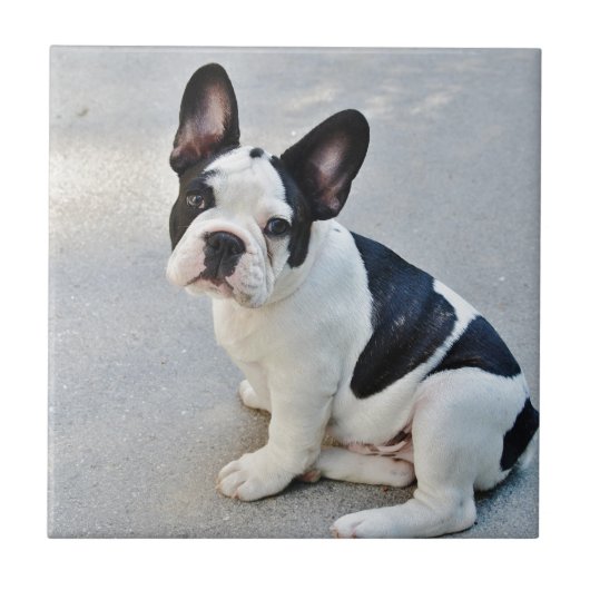 sitzende französische Bulldogge Fliese (Vorderseite)