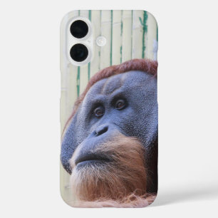 Sitzender Orang Utan... iPhone 16 Hülle