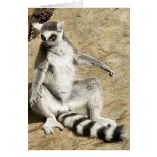 Sitzender RingtailLemur