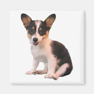 Sitzender Wolljacken-Walisercorgi-Welpe Magnet