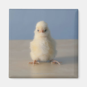 Sitzendes Baby-gelbes Huhn, 3 Tage alt Magnet